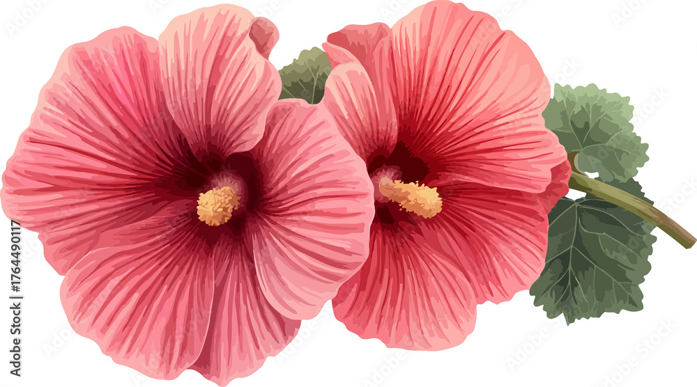Obraz premium watercolor illustration two pink hibiscus flowers