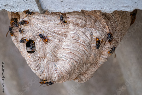 Velutina wasp nest with active individuals