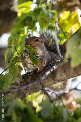 Close-up photo of a squirrel sitting on a tree branch and holding a green leaf in its paws on a sunny day. Nature and wildlife concept showing animal behavior in a natural habitat.