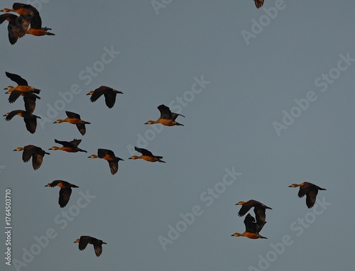 Lesser whistling Ducks flock in flight
