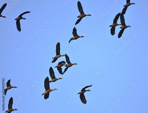 Lesser whistling Ducks flock in flight