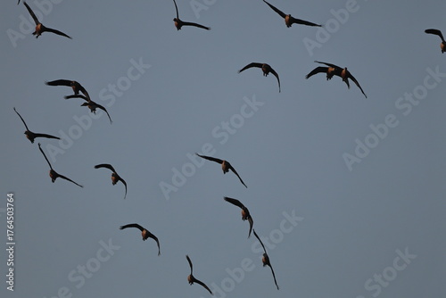 Lesser whistling Ducks flock in flight