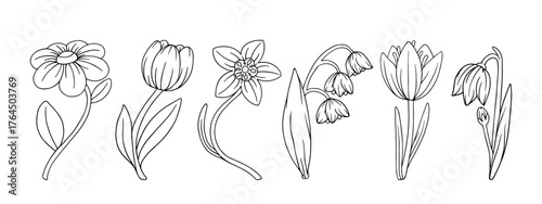 A set of outlines and line sketches of spring flowers. Vector graphics.