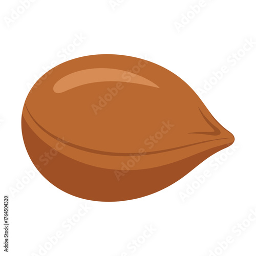 Single brown apricot seed kernel isolated on white background
