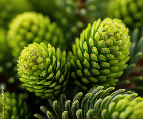christmas pine isolated image
