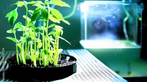Lab-Grown Plants Under Artificial Light | Hydroponic Seedling Growth Experiment | Biotechnology in Plant Science Research