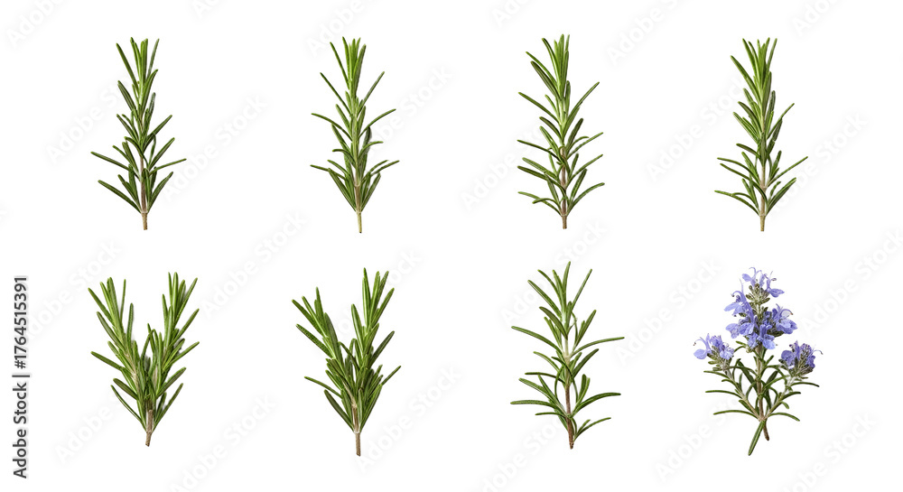 Naklejka premium Different types of fresh rosemary sprigs with one flowering rosemary plant isolated on white background, perfect for culinary and herbal usage