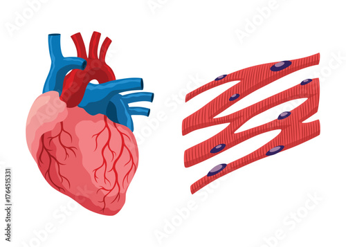 Cardiac muscles tissue with specific function. Medical poster design illustration. Science educational symbol