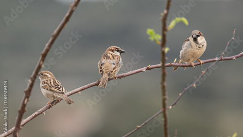 Obraz na plátně Three Black Redstarts perched on a branch