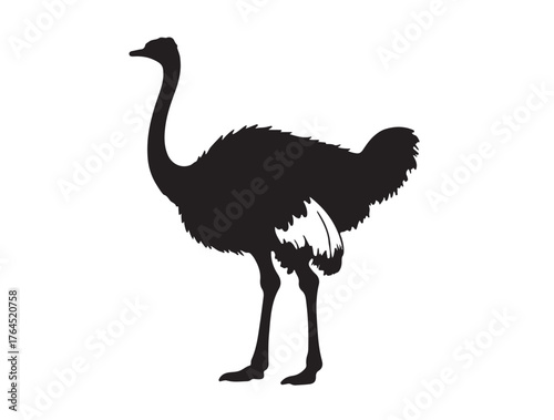 Common Ostrich in silhouette white background.