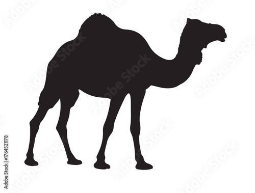 Egyptian Camel in silhouette white background.