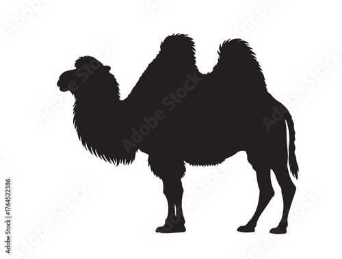Mongolian Bactrian Camel in silhouette white background.