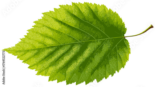 Fresh vibrant green leaf isolated on white background with visible veins and serrated edge, a natural plant element