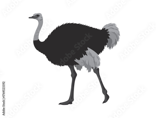 Southern Ostrich in silhouette white background.
