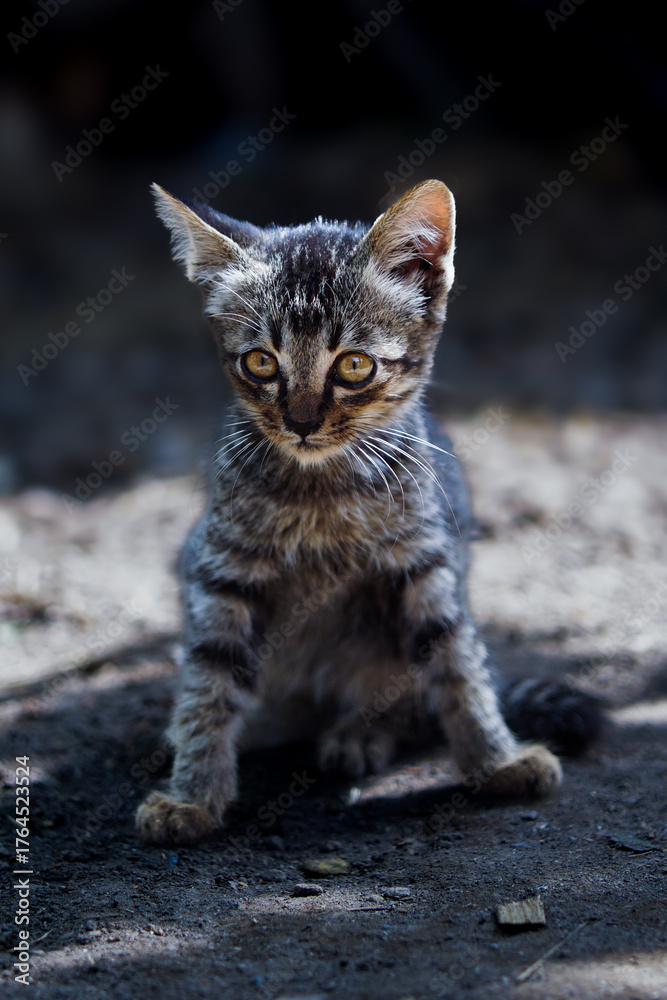 Fototapeta premium A lonely street hungry kitten of a beautiful tiger color of gray-black misses the street in search of a host and food