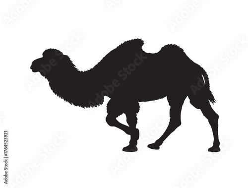 Wild Bactrian Camel in silhouette white background