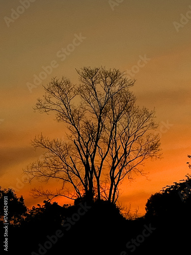 tree silhouette at sunset