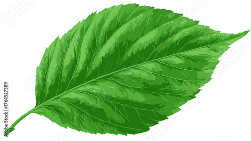Vibrant green leaf with detailed veins on a clean white background, fresh organic nature element for botanical design.