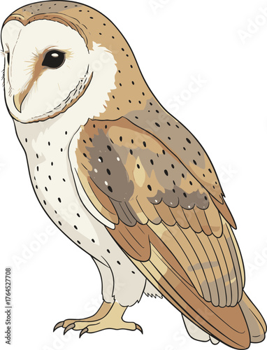 Detailed Illustration of a Standing Barn Owl Bird Animal Wildlife