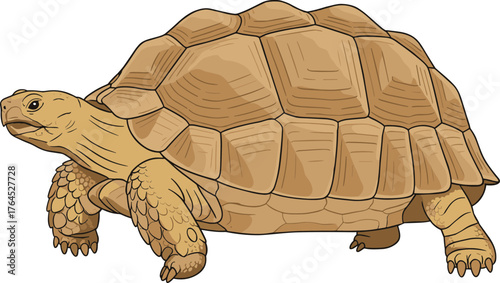 Detailed Handdrawn Sulcata Tortoise Reptile Walking Animal Illustration