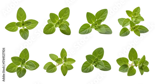 Fresh green basil leaves isolated on white background, perfect for cooking and culinary projects