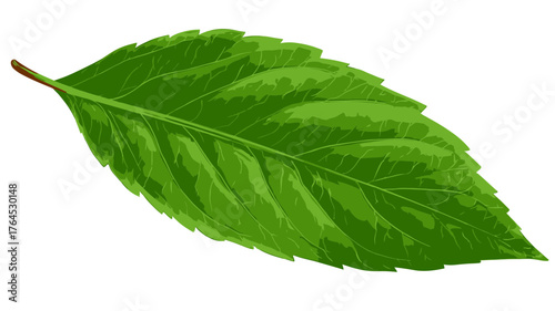 Vibrant green leaf isolated on white, fresh botanical foliage element with detailed veins, natural plant design vector.