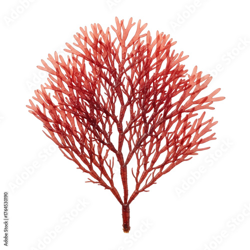 Close-up of a vibrant, coral-like, branching, reddish sea plant