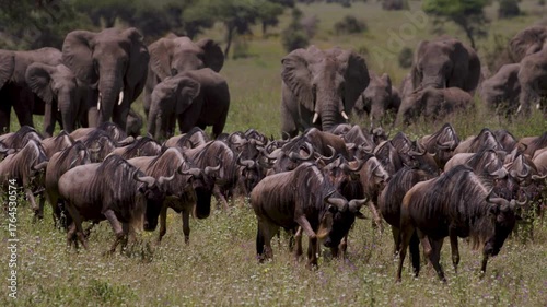 Elephants and Wildebeest Amidst the Great Migration in African Wilderness
