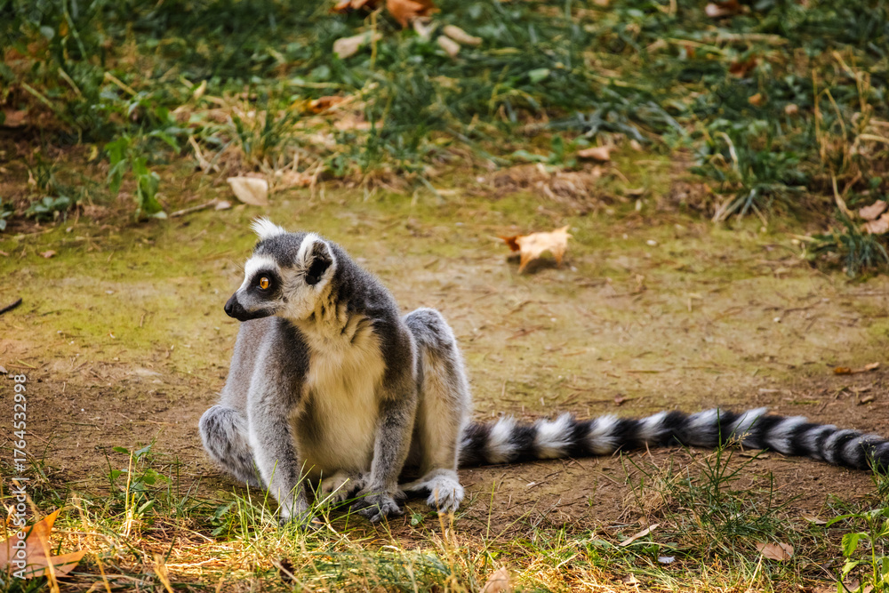 Fototapeta premium Ring-tailed lemur sitting on grass and dry ground looking sideways with its long striped tail stretched behind