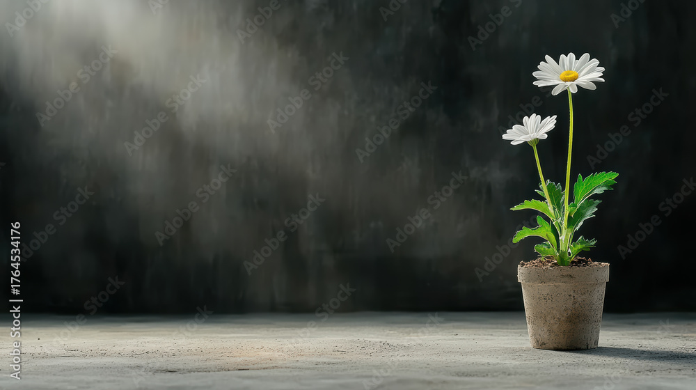 Fototapeta premium Bright flowers in pot symbolize hope and resilience in dark space
