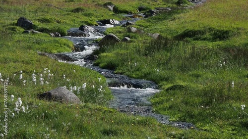 brook in green grass in Iceland
