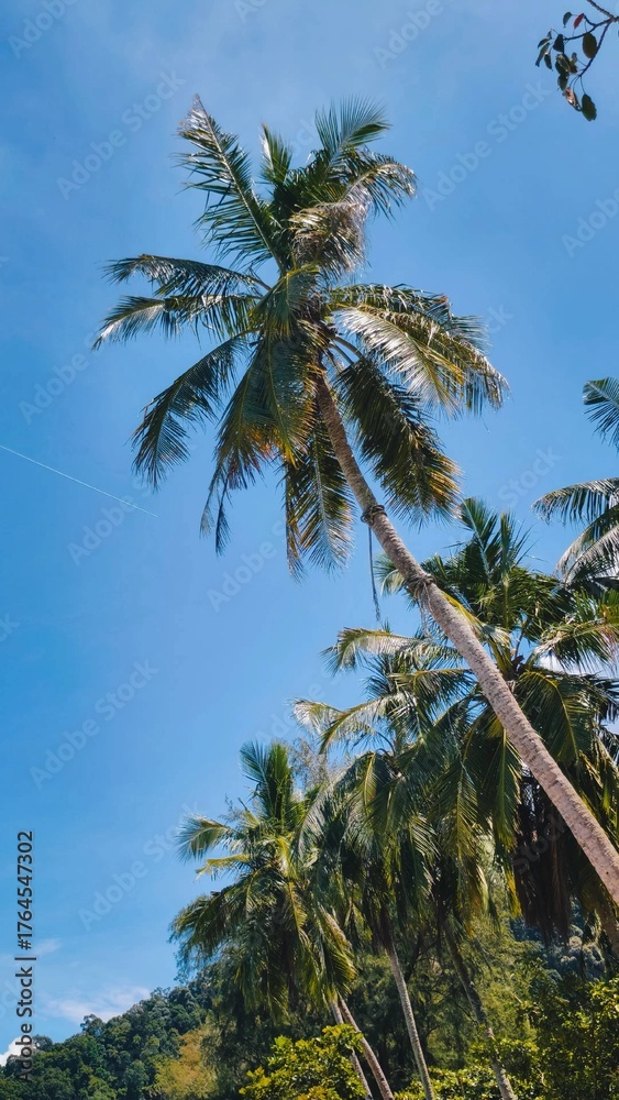 Obraz premium palm trees and blue sky