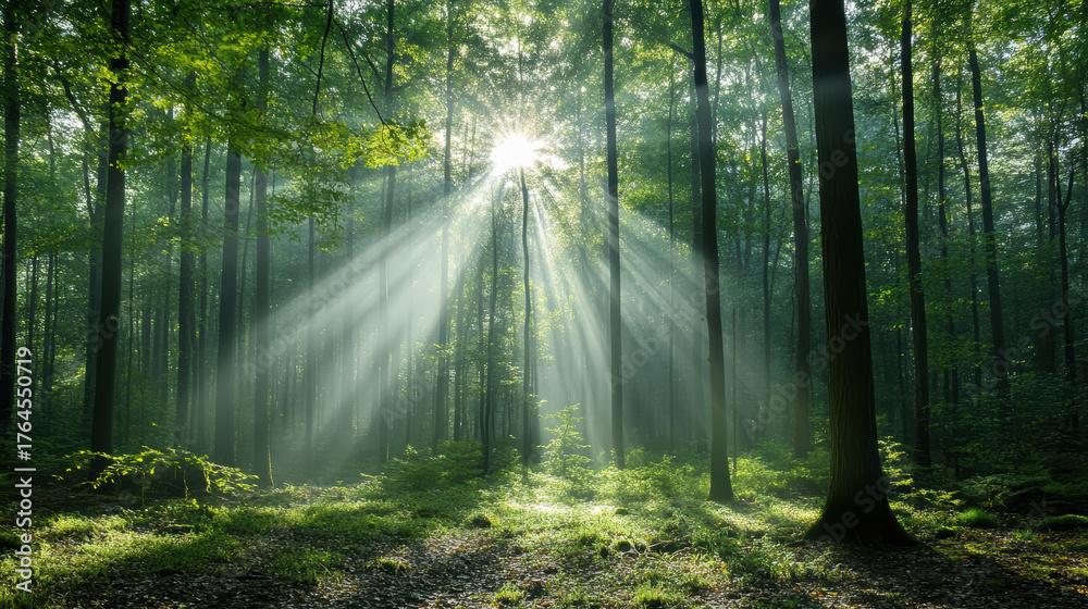 Obraz premium Sunlight streaming through tall trees creates serene atmosphere in lush forest