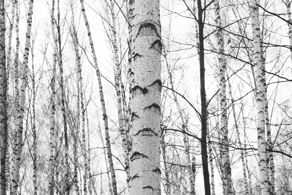 Fototapeta premium black-and-white photo with white birches