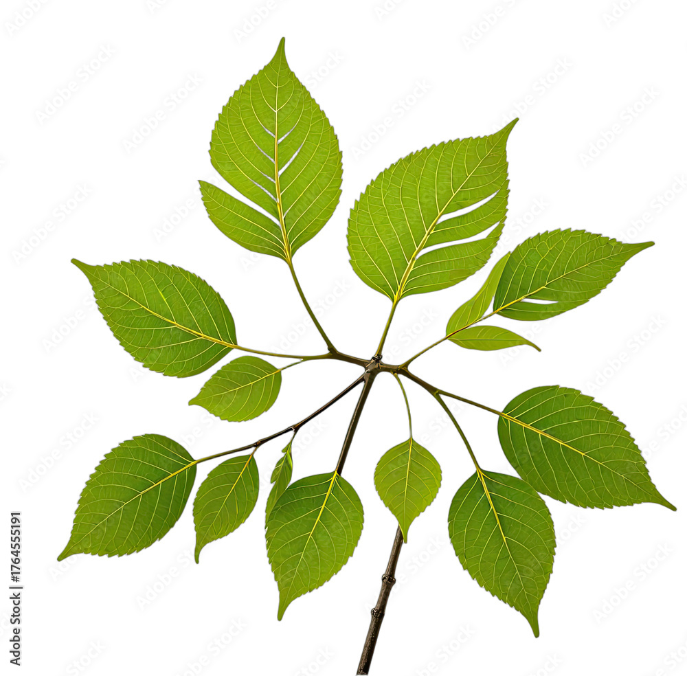 Obraz premium Close-up of a vibrant green plant's intricate leaf structure