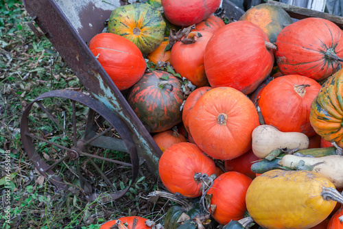 Heap of harvested multicolored pumpkins on a farm outdoors