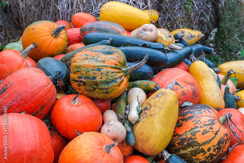 Heap of harvested multicolored pumpkins on a farm outdoors
