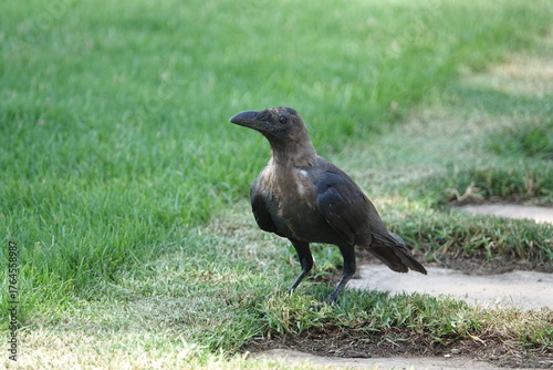 the house crow (Corvus splendens)