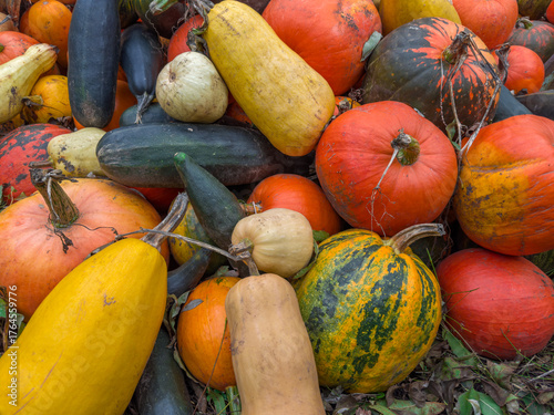 Harvested different multicolored pumpkins on heap on a farm outdoors