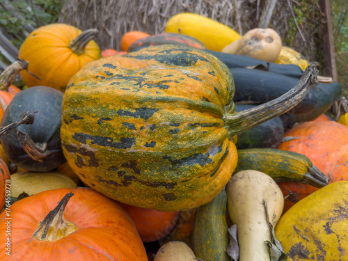 Ribbed striped pumpkin on heap of other different pumpkins outdoors