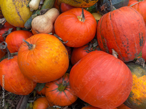 Round orange pumpkins on heap among other different pumpkins outdoors