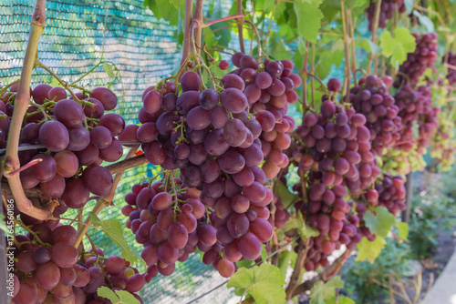 Pink grape bunches on grapevine on vineyard in sunny day