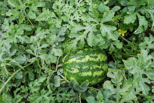 Unripe dark green striped watermelon among the stems on field