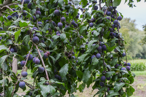 Ripe plums on hanging branches in orchard in overcast day