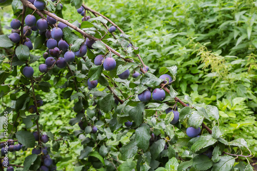 Ripe plums on the branch in orchard in overcast day