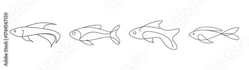 Four line art drawings of siamese algae eater fish in profile view