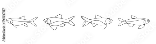Detailed sketch of three rasbora fish showcasing their delicate forms and fins in an artistic line drawing style