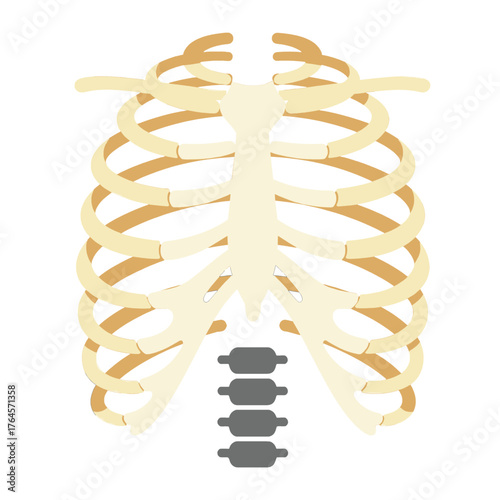Anatomical illustration of the human rib cage and thoracic spine. A flat vector diagram for medical and educational purposes
