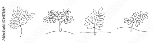 Four delicate line art sketch drawings of tamarind trees in various poses and sizes