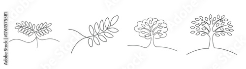 Delicate pencil sketches of a tamarind tree branch and full tree forms